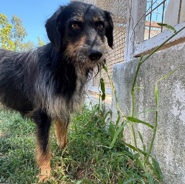 Ley (Marley), cagnolino 6 anni e mezzo – taglia media, dolce e giocherellone Foto 2